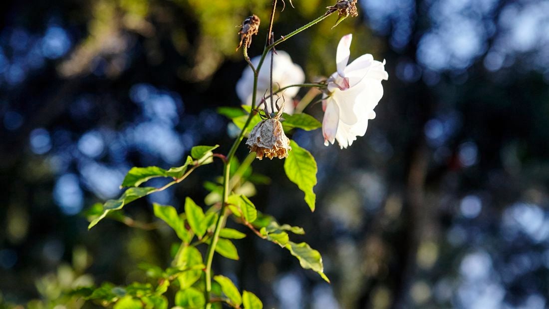 Closeup of a rose plant, with one blooming head and several withered ones