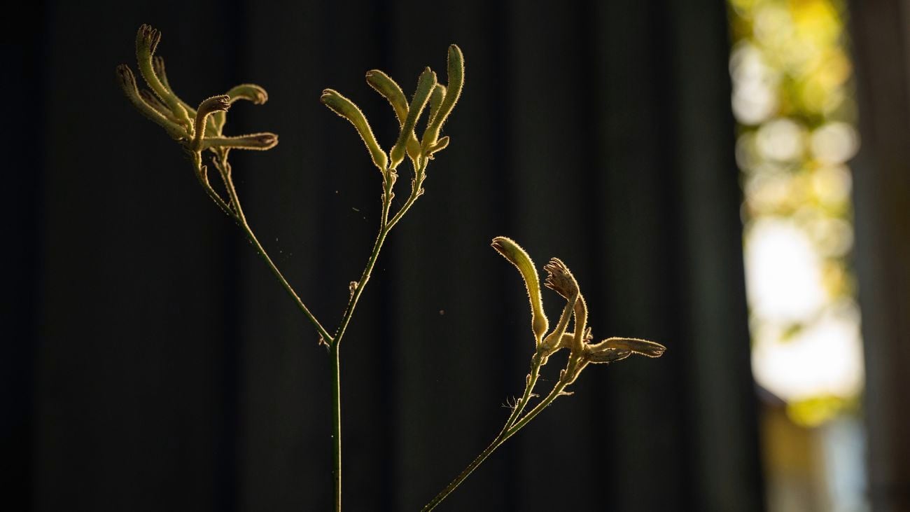 Healthy Kangaroo Paws: sun, water, pruning for summer blooms.