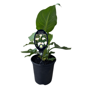 190mm Calla Lily Snow White Zantedeschia - Zantedeschia aethiopica