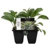 6 Cell Plant-Fusion Vegetable Range - Tuscan Kale - Brassica oleracea