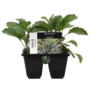 6 Cell Plant-Fusion Vegetable Range - Tuscan Kale - Brassica oleracea
