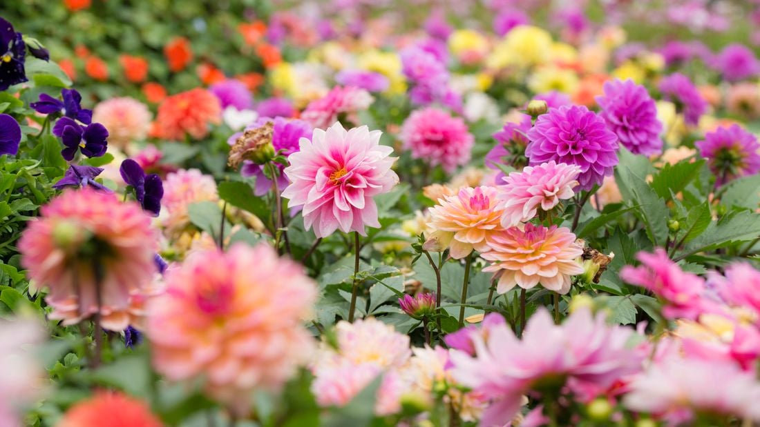 Colorful dahlia flowers