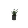 140mm Dianella Cassa Blue