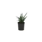 140mm Dianella Cassa Blue