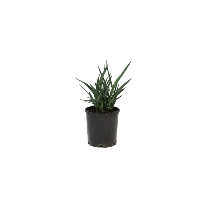 140mm Dianella Cassa Blue