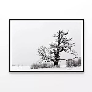 Oak Tree Winter   Print 100% Australian Made 90x60cm  (Poster)