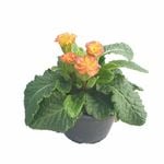 120mm Double Primrose - Primula acaulis