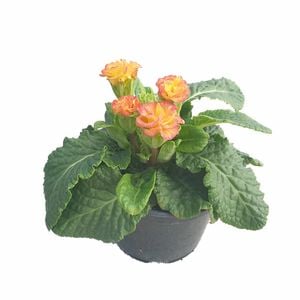 120mm Double Primrose - Primula acaulis