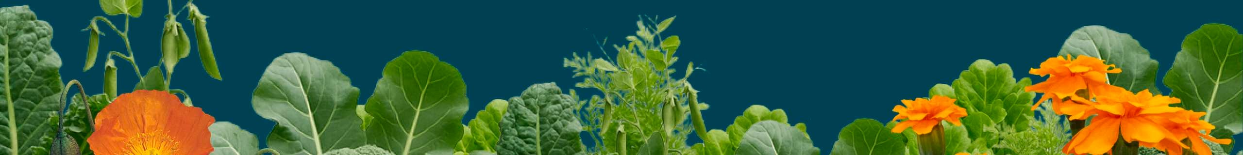 Green background with flowers and vegetable plants at the base of it.