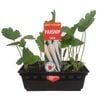 Parsnip Punnet - Grow Your Own Range