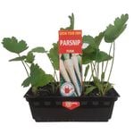 Parsnip Punnet - Grow Your Own Range