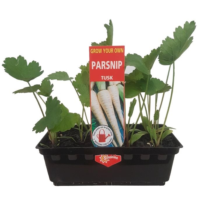 Parsnip Punnet - Grow Your Own Range