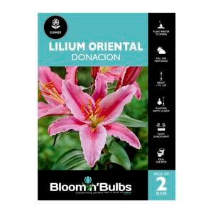 Bloomin Bulbs Lilium Oriental Donacion - 2 Pack