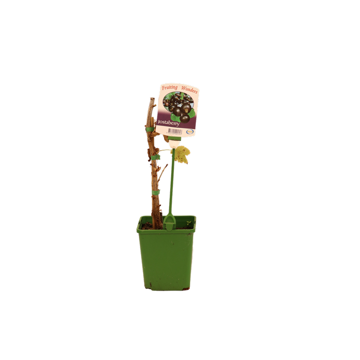 2L Jostaberry - Ribes nidigrolaria