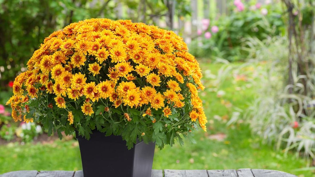 A pot of chrysanthemums with yellow flowers