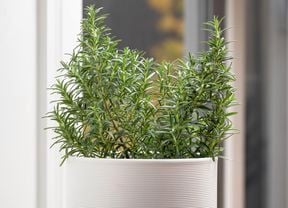 Rosemary in a pot.