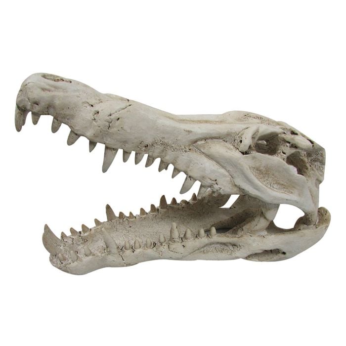 Urs Ornament Crocodile Skull Reptile Enclosure Accessory XL