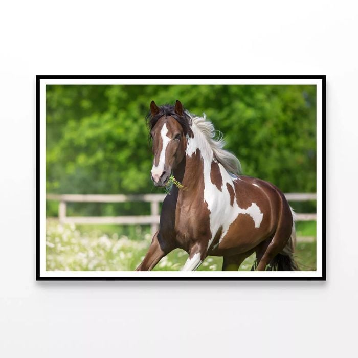 Brown & White Stallion Running  Print 100% Australian Made 120x90cm  (Poster)
