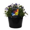180mm Viola Blue Porcelain - Viola cornuta