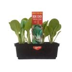 Punnet Bok Choi - Brassica rappa