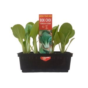 Punnet Bok Choi - Brassica rappa