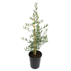 250mm Olive Tolleys Upright - Olea europaea