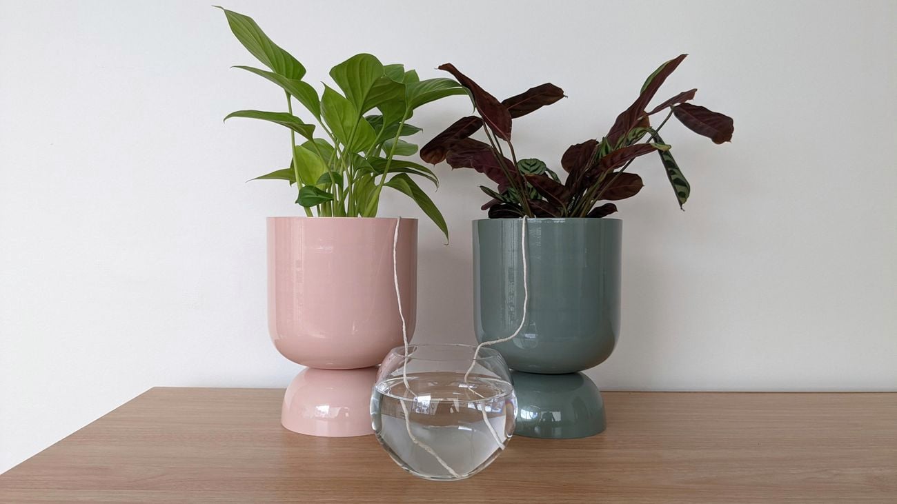 A pink pot and blue pot sitting on a wooden table, with two strings feeding from the potting mix into a glass of water between them