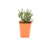 85mm Bright & Easy - Mesembryanthemum Cream