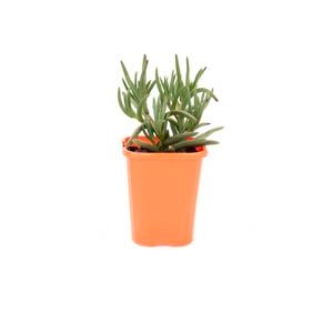 85mm Bright & Easy - Mesembryanthemum Cream