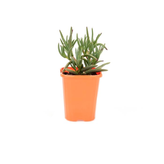 85mm Bright & Easy - Mesembryanthemum Cream