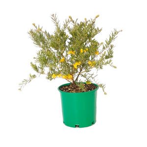 250mm Grevillea Gold Rush