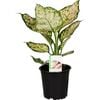 120mm Chinese Evergreen - Aglaonema Eileen