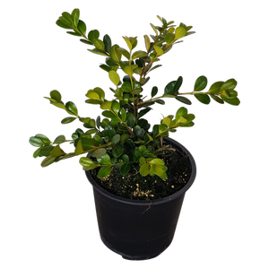 1L Buxus x hybrid Green Gem - Buxus x japonica