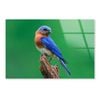 Blue Bird Sitting Tree  Print 100% Australian Made 90 x 60cm  (Acrylic)
