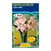 60mm Hippeastrum Double Aphrodite - Amaryllis