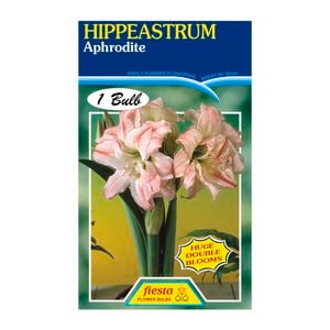 60mm Hippeastrum Double Aphrodite - Amaryllis