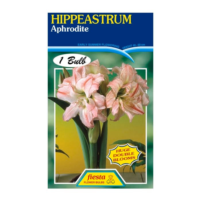 60mm Hippeastrum Double Aphrodite - Amaryllis