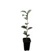 70mm Camellia Chansonsette - Camellia sasanqua