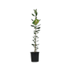 3L Feijoa Antoinette - Feijoa Sellowiana Antoinette 