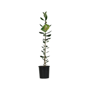 3L Feijoa Antoinette - Feijoa Sellowiana Antoinette 