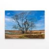 Couple of Trees Grows In a Field  Print 100% Australian Made 120 x 90cm  (Stretched)