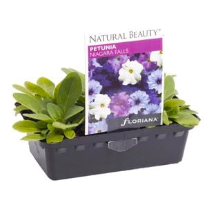 Petunia Niagara Falls Punnet - Petunia x hybrida