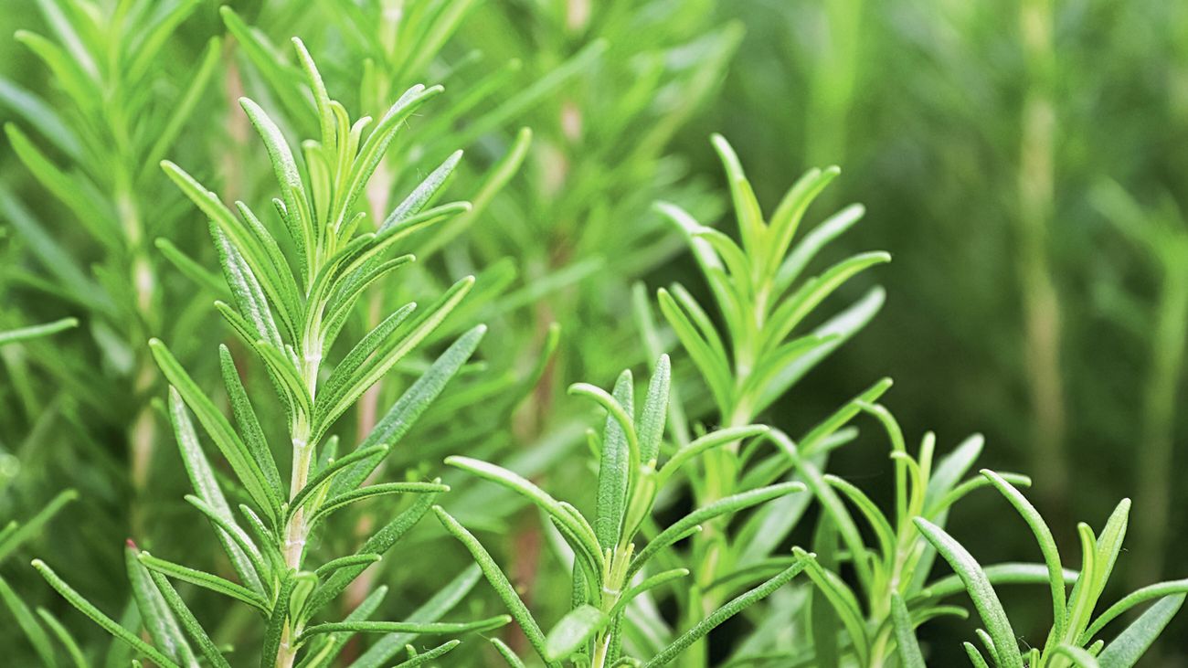 Fresh rosemary plant with dense green needle-like leaves
