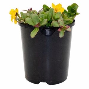 140mm Yellow Moss Rose - Portulaca olerancea - Garden Carpet Range