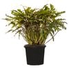 300mm Xanadu Philodendron