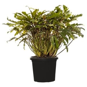 300mm Xanadu Philodendron