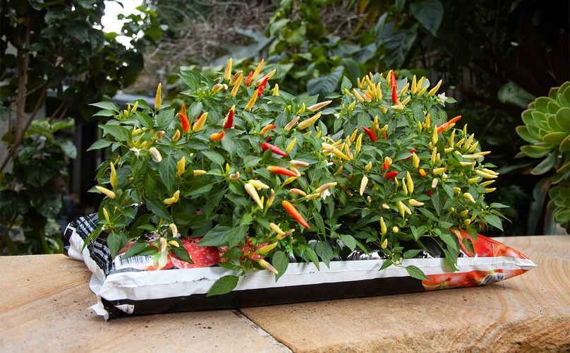 Chilli plant with lots of chillies growing out of a bag of Richgro planting mix