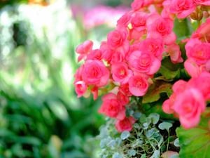 DIY Advice Image - How to grow and care for a begonia. G Drive blob storage upload.
