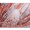 Dried Protea Plant Floral Background   Print 100% Australian Made 90 x 60cm  (Stretched)