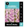 Bloomin' Bulbs Gladioli Magenta Princess - 4 Pack